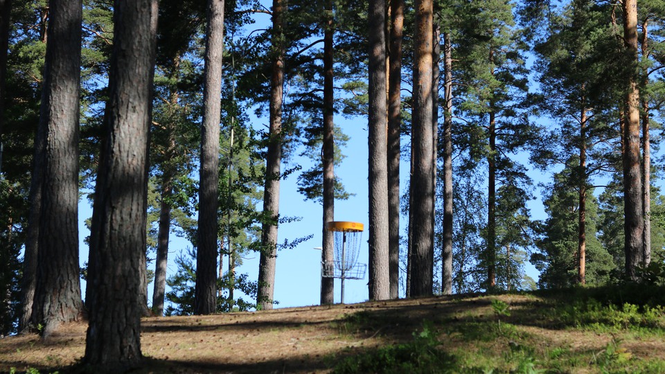 Flera träd i en skog, med ett mål för en frisbee. 