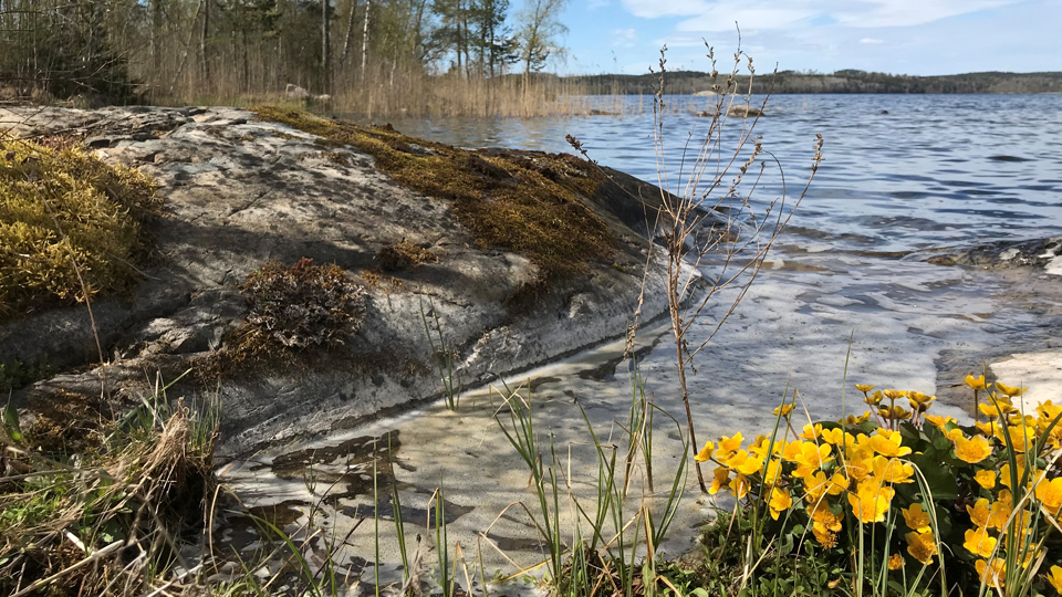 Foto på en sjökant