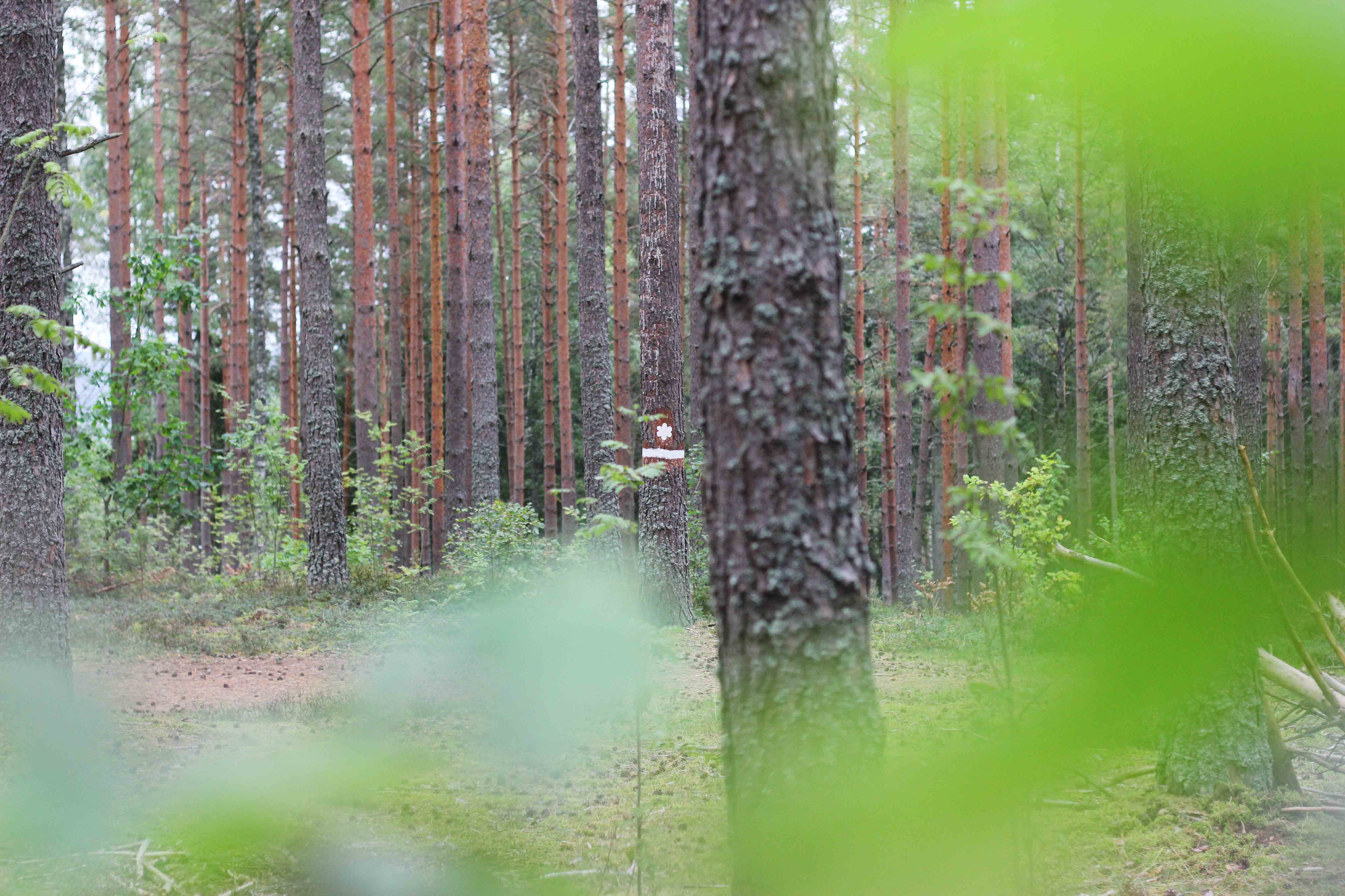 Bild på naturen i reservatet.