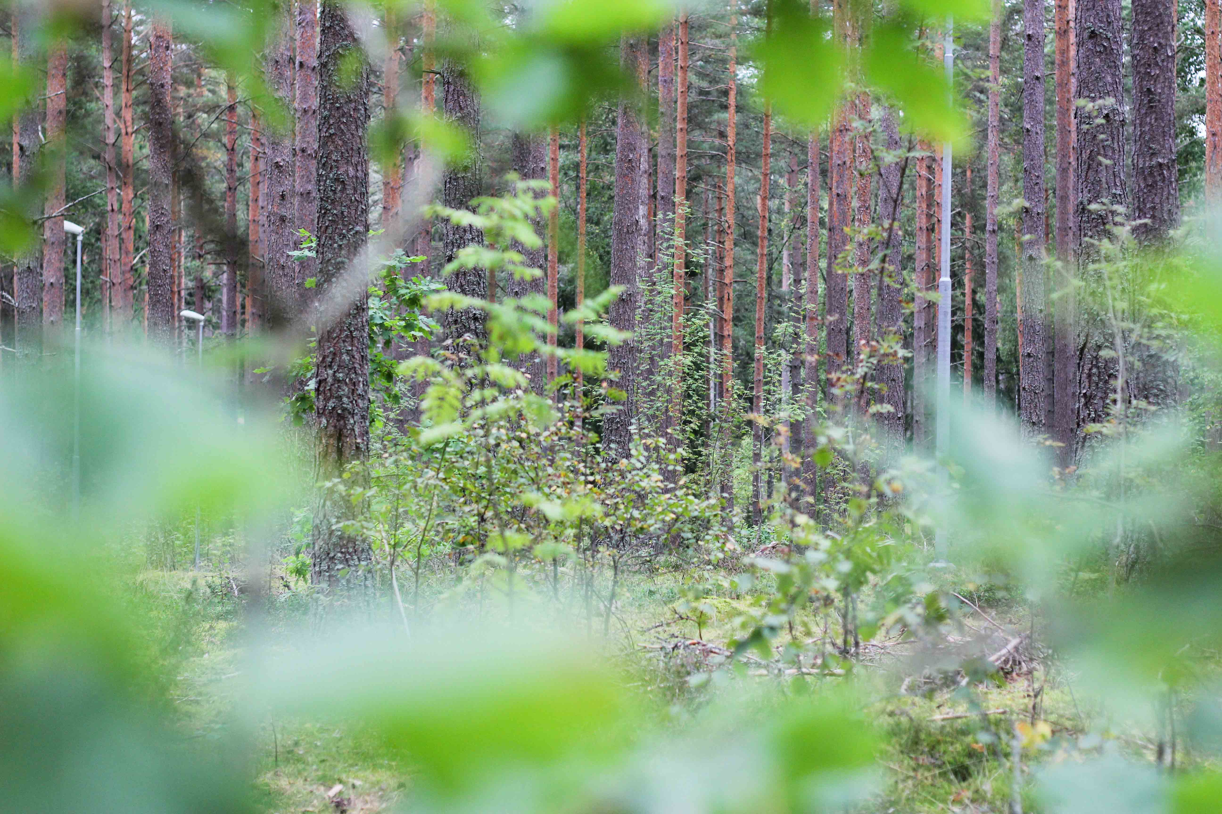 Bild på naturen i reservatet.