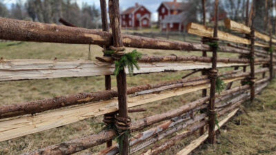 Gärdesgård. I bakgrunden syns röda hus. Foto. 