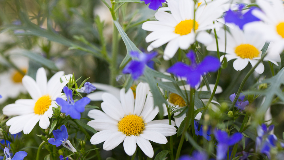 Blommor med bland anant prästkragar