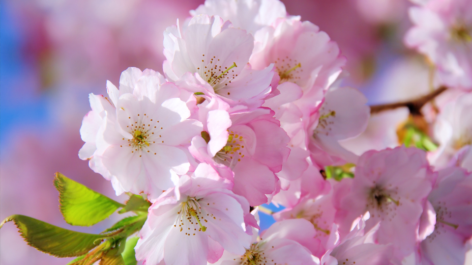 Närbild på en ett äppelträd som har blommat ut i rosa blommor. 