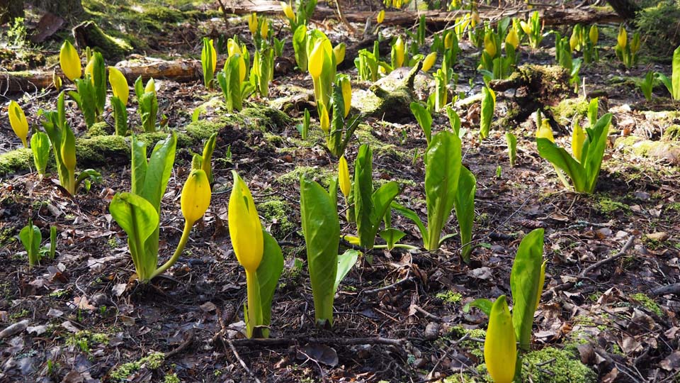 Gula växter i en skog under våren.