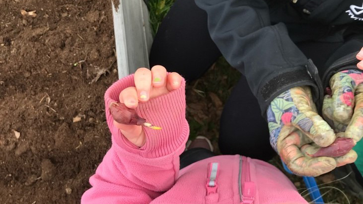 Liten hand som håller i en lök. Foto