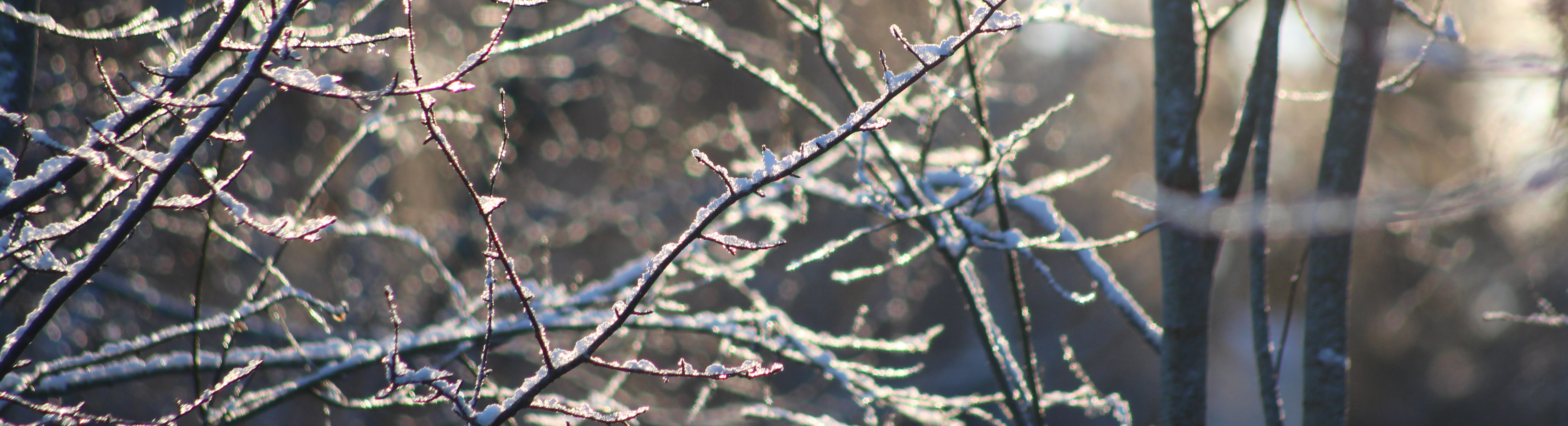 Nära bild av tunna grenar täckta av frost och snö i mjukt solljus, med suddig bakgrund av träd. Foto