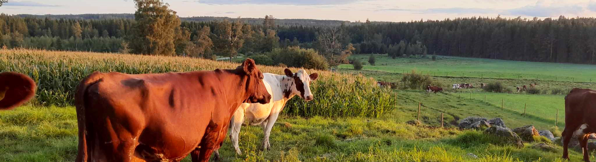 Kor betar i en grön hage i förgrunden, med öppet jordbrukslandskap, träd och skog i bakgrunden under mjukt kvällsljus.. Foto 