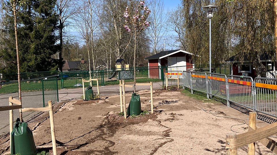 Bild på nyplanterade träd på Sunhults förskola