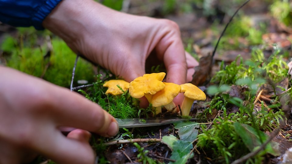Plockar gula kantareller i en mossig skog. Foto.