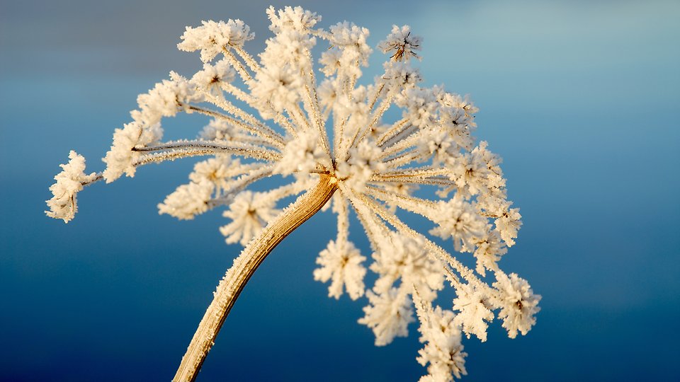 Vinterbild av frusen blomma, mot blå himmel.