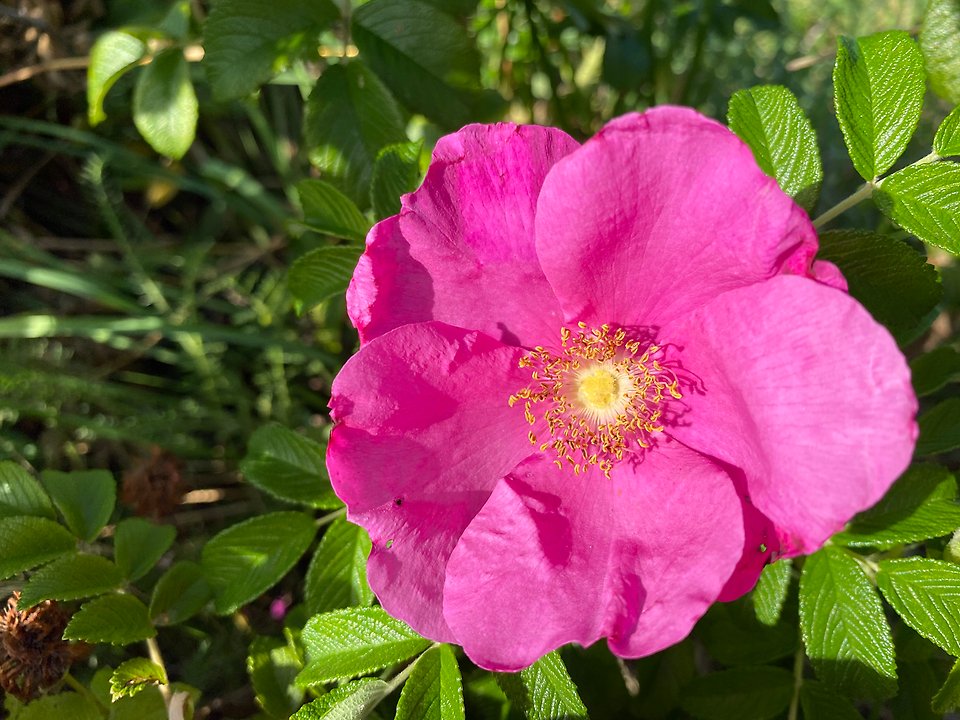 Vresros, en rosa blomma.