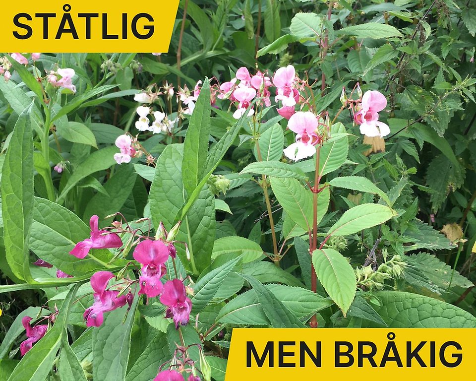 Jättebalsamin