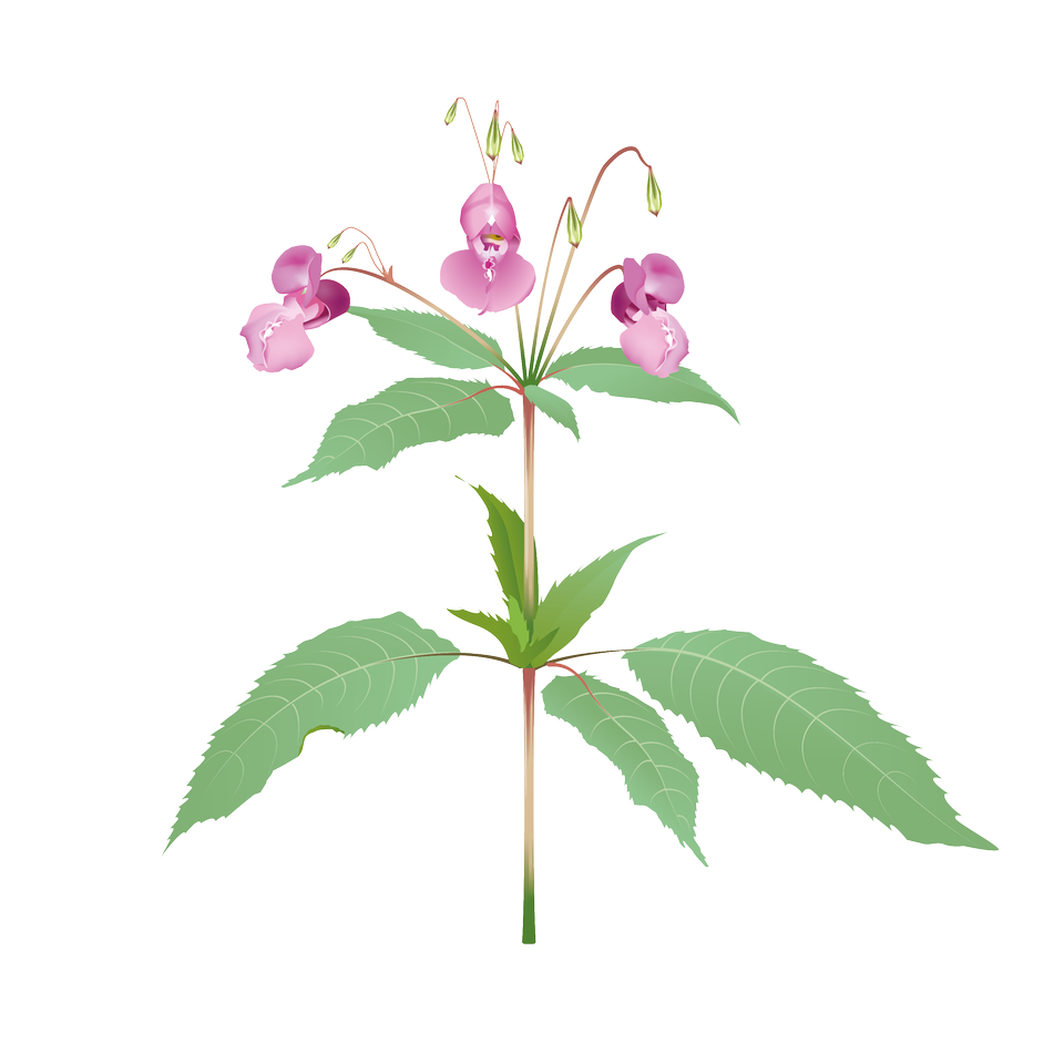 Illustrerad bild av jättebalsamin