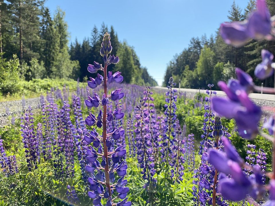 Lila blomsterlupin.