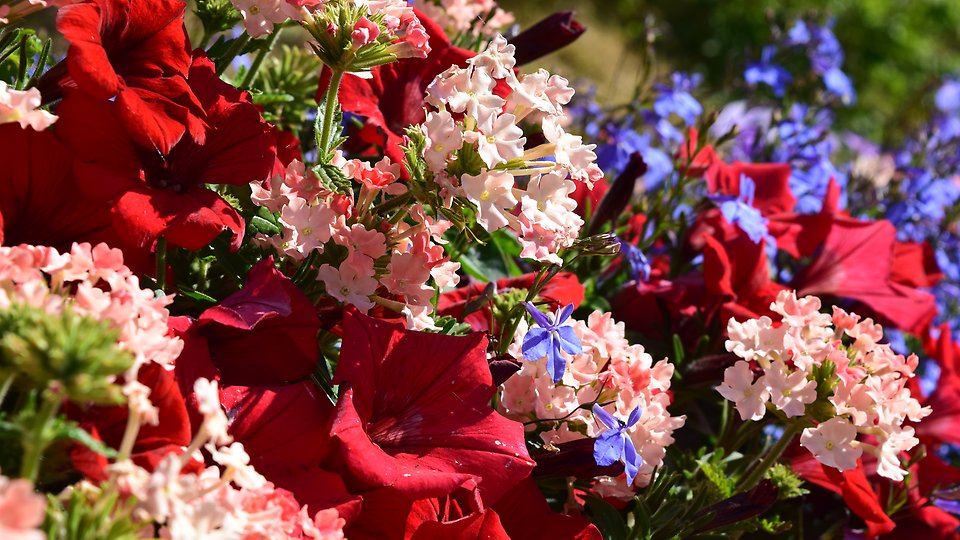 Blommor. Foto