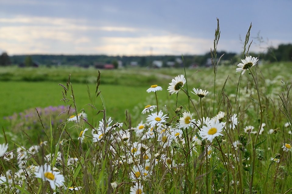 Landskap med blommor, ut över en äng.