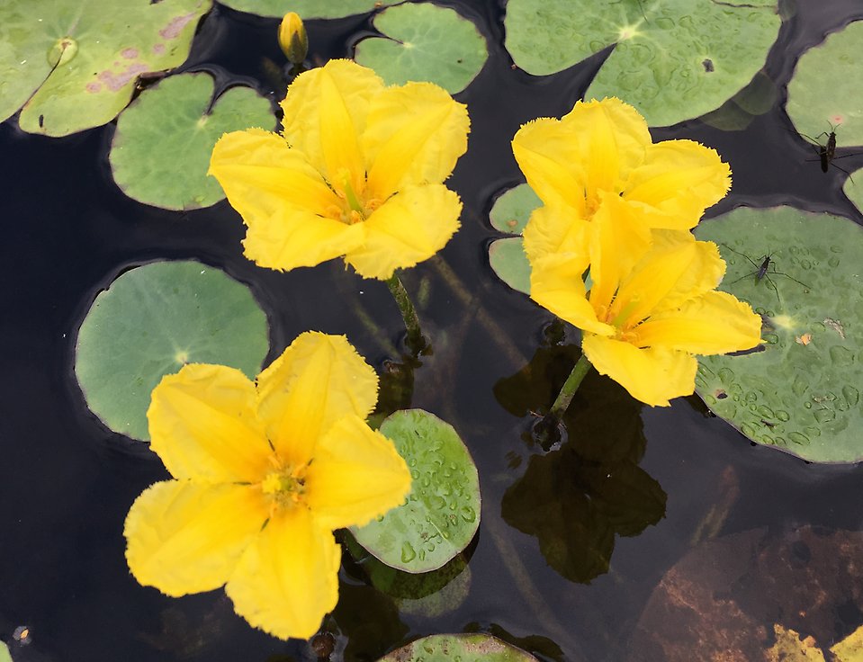 Sjögull, gul blomma i vattnet